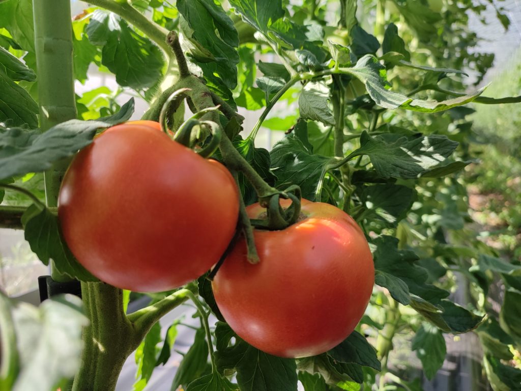 うまば農園トマト
